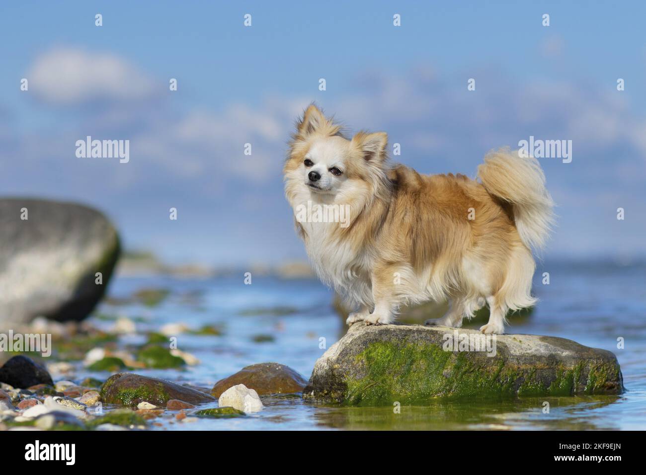 stehende Chihuahua Stockfoto