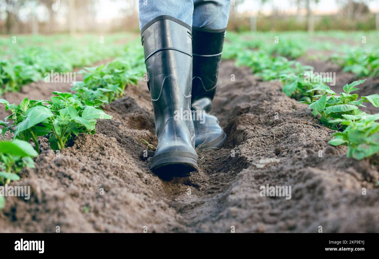 Bauernhof, Schuhe und Füße eines Bauern, der durch einen landwirtschaftlichen Garten für Ernte und Nachhaltigkeit geht. Agrar, Land und Gärtner Fuß in Stiefeln Stockfoto