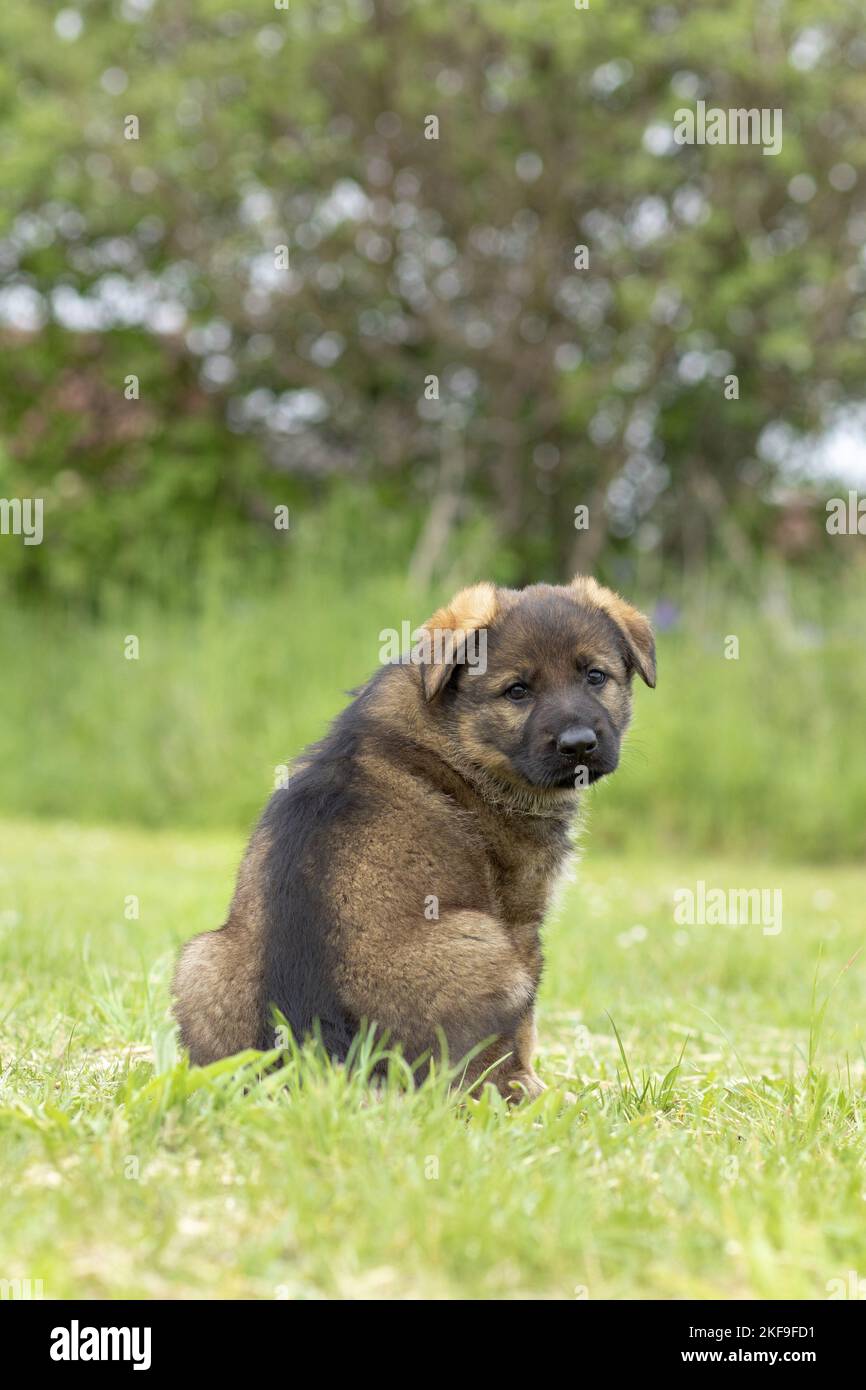 Sitzender DDR-Schäferhund Welpe Stockfoto