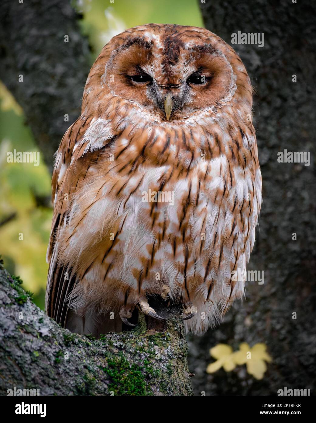 DER MAGISCHE Moment eine gemalte Schmetterlingsdame, die auf dem Kopf einer Waldkauze thront, wurde in Lingfield, England, gefangen genommen. Stockfoto