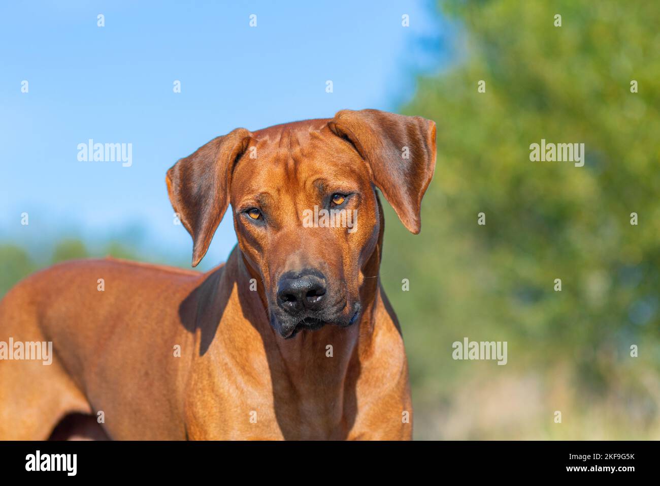 Rhodesian Ridgeback-Portrait Stockfoto