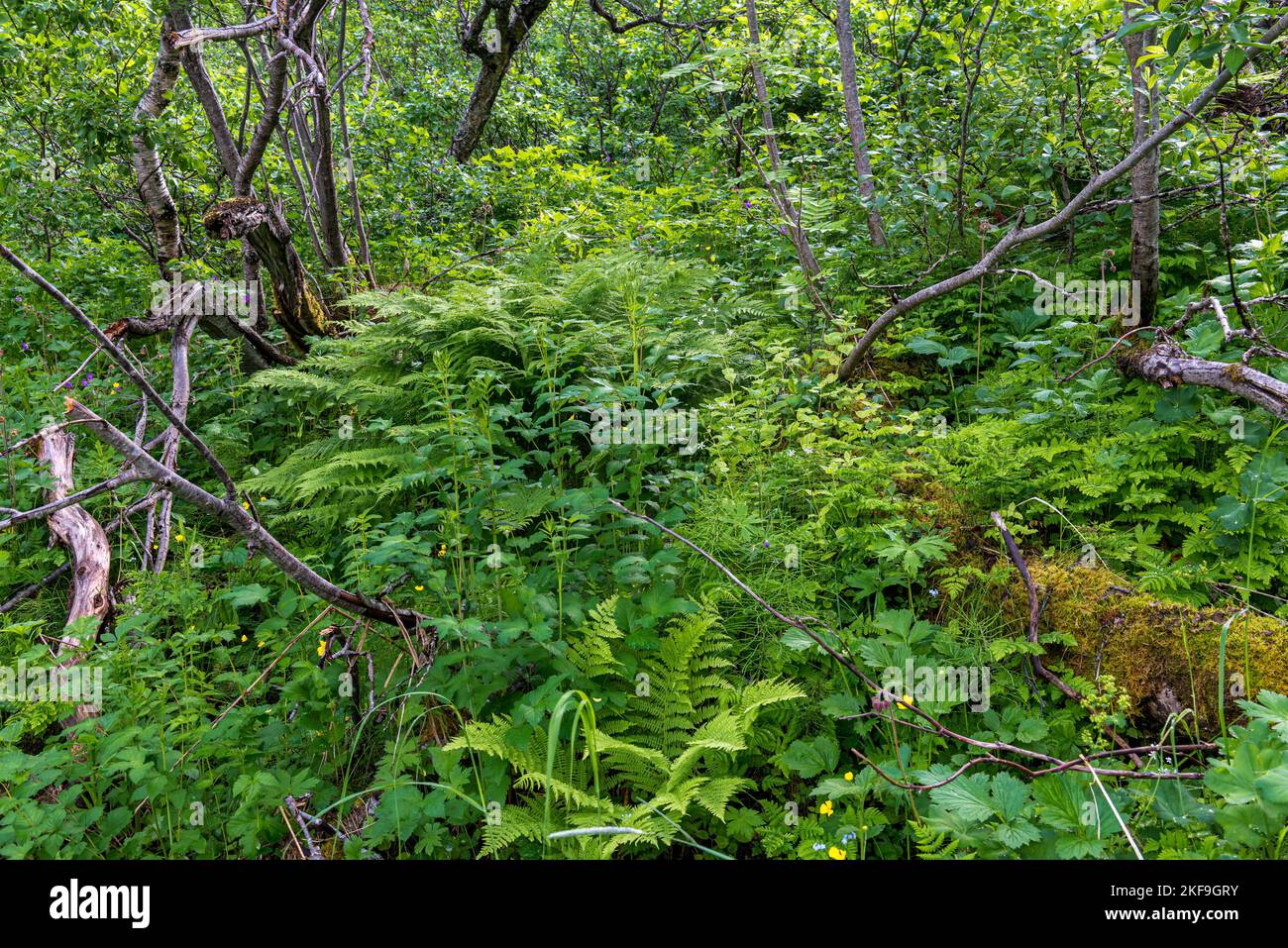 Grüner Sommerwald. Tromsø. Norwegen. Stockfoto