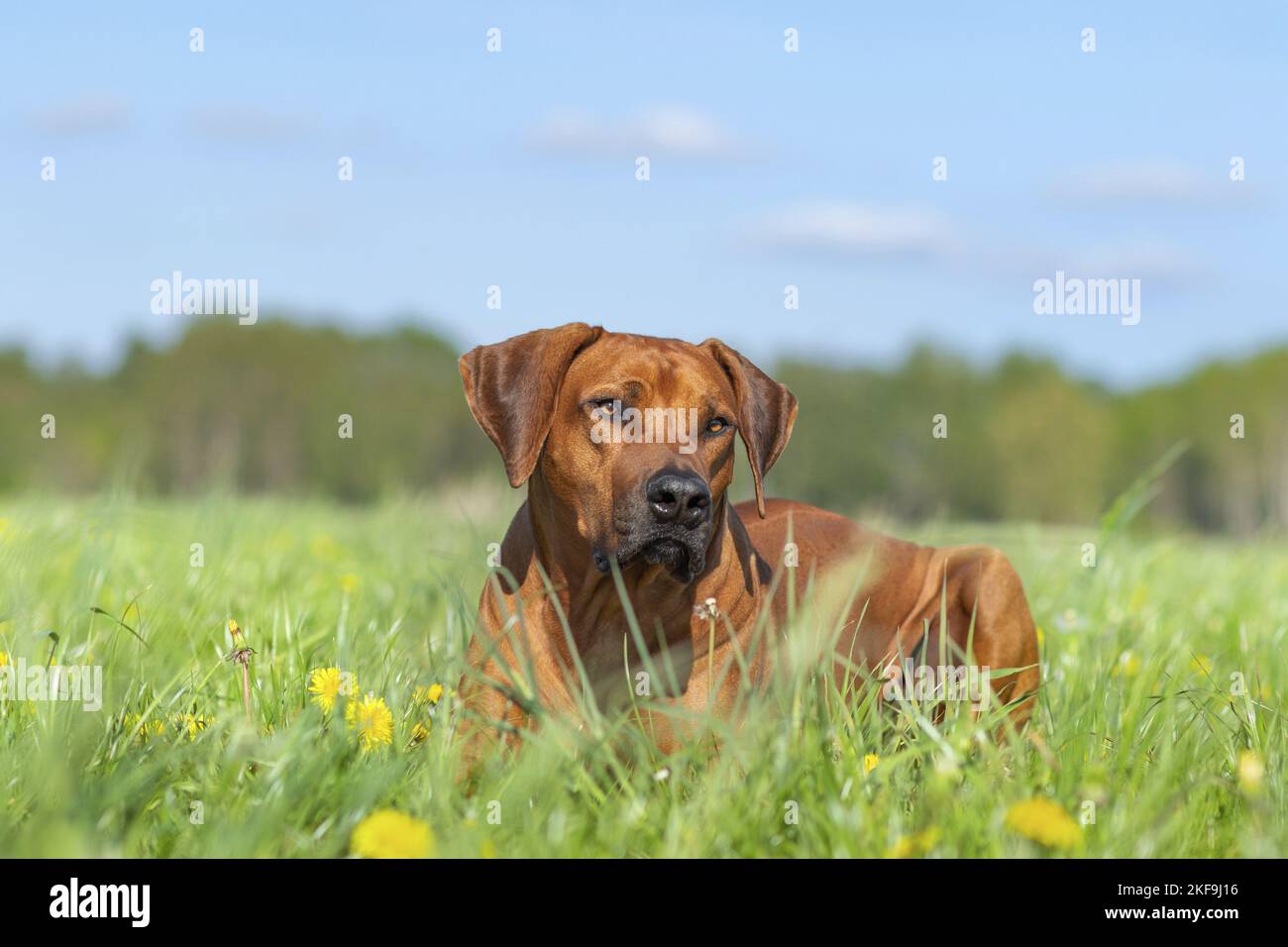 Rhodesian Ridgeback im Sommer Stockfoto