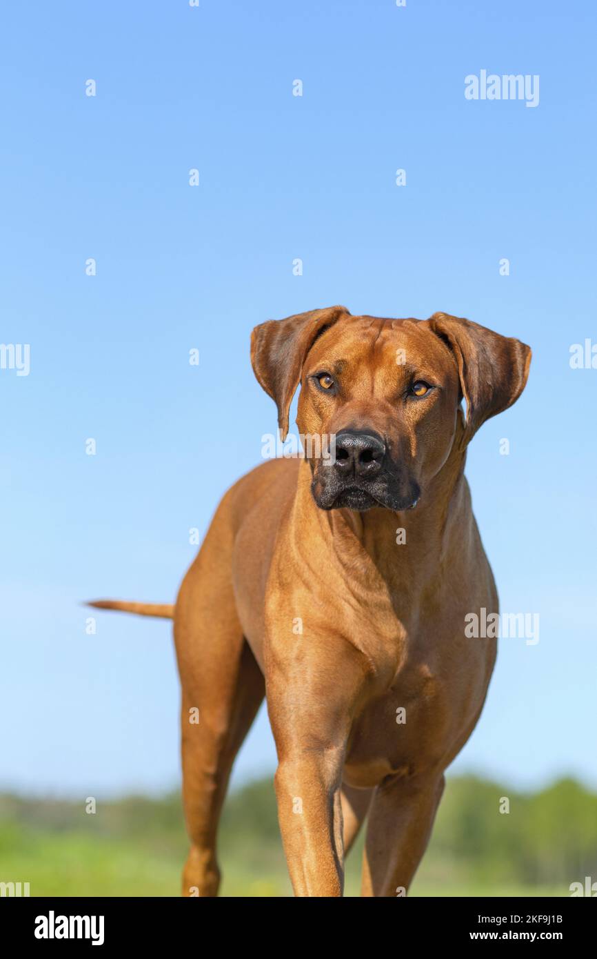 Rhodesian Ridgeback im Sommer Stockfoto