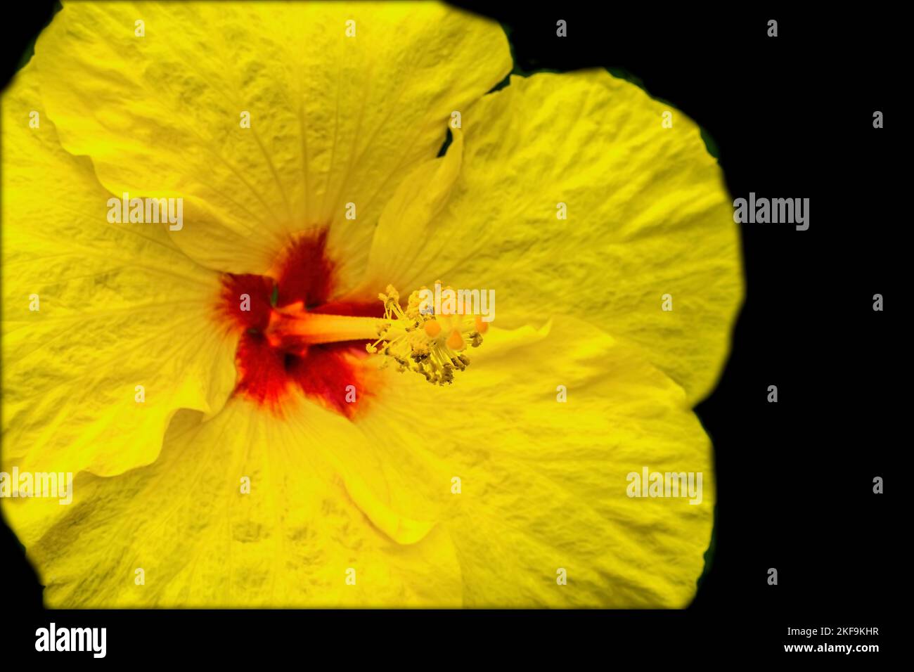 Farbenfrohe gelbe tropische Hibiskusblüten Grüne Blätter Waikiki Oahu Hawaii tropischer Hibiskus hat viele Sorten. Stockfoto