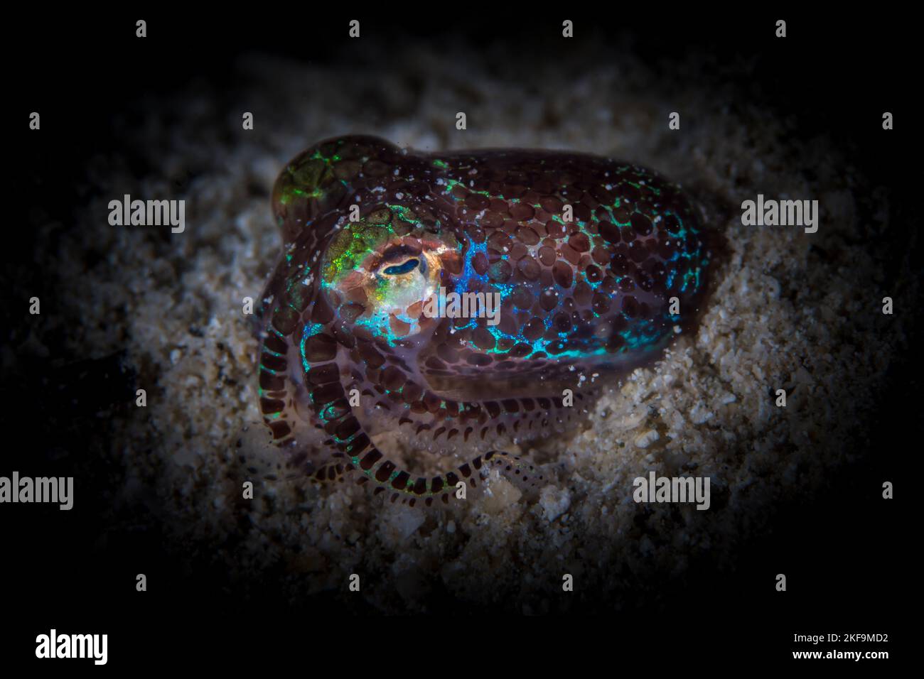 Bobtail squid kommt nachts raus, um zu füttern - Euprymna-Skolope Stockfoto