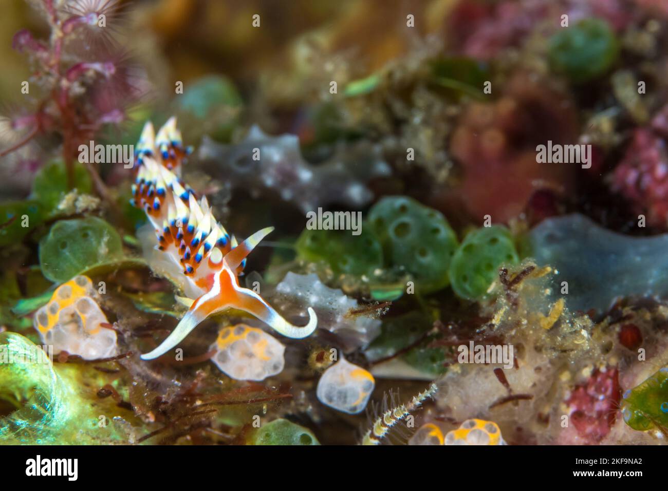 Farbenfrohe Nudibranch von den Witu-Inseln in papua-Neuguinea Stockfoto