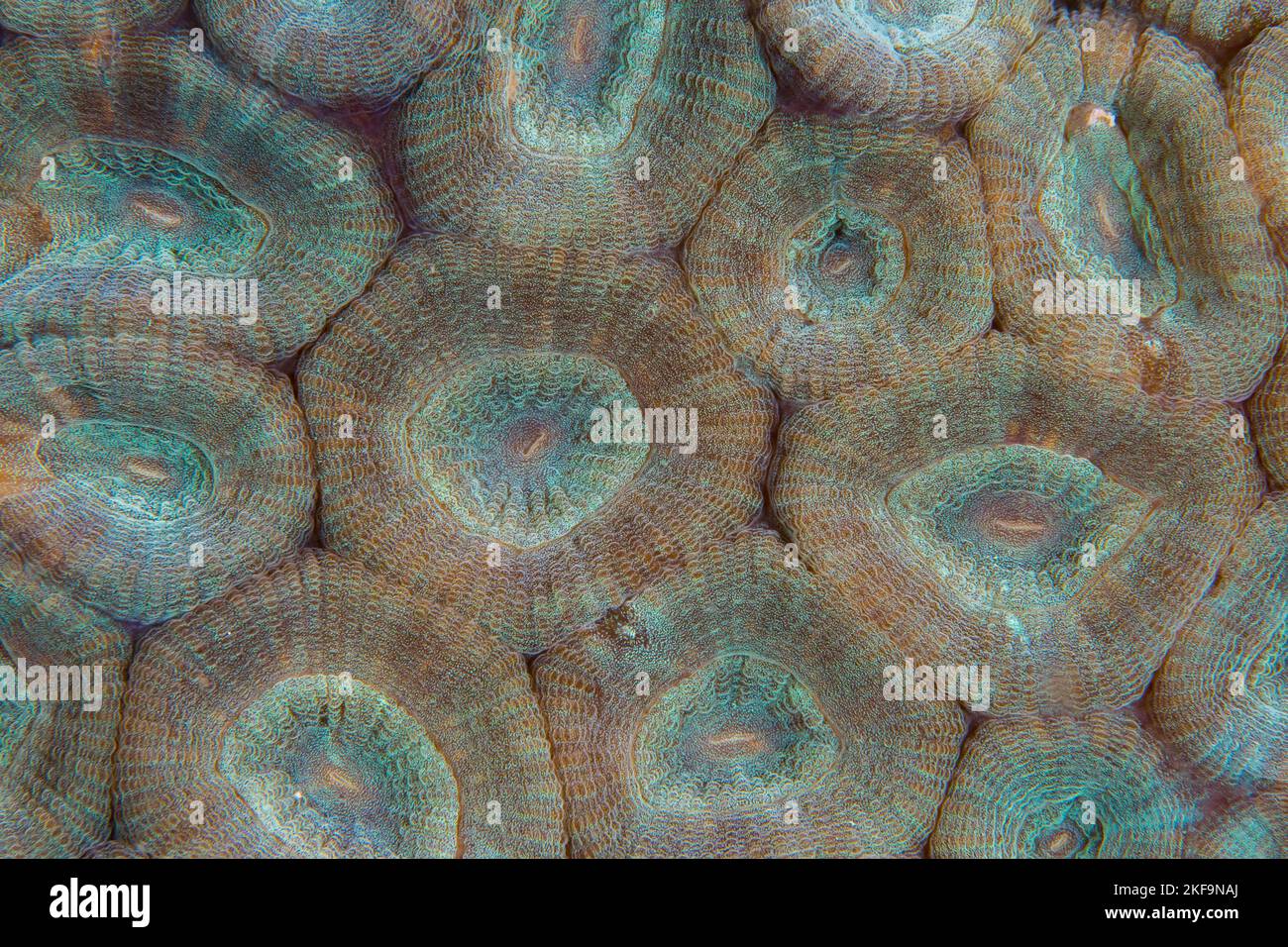 Nahaufnahme einer detaillierten, farbenfrohen Ansicht gesunder Korallenpolypen Stockfoto
