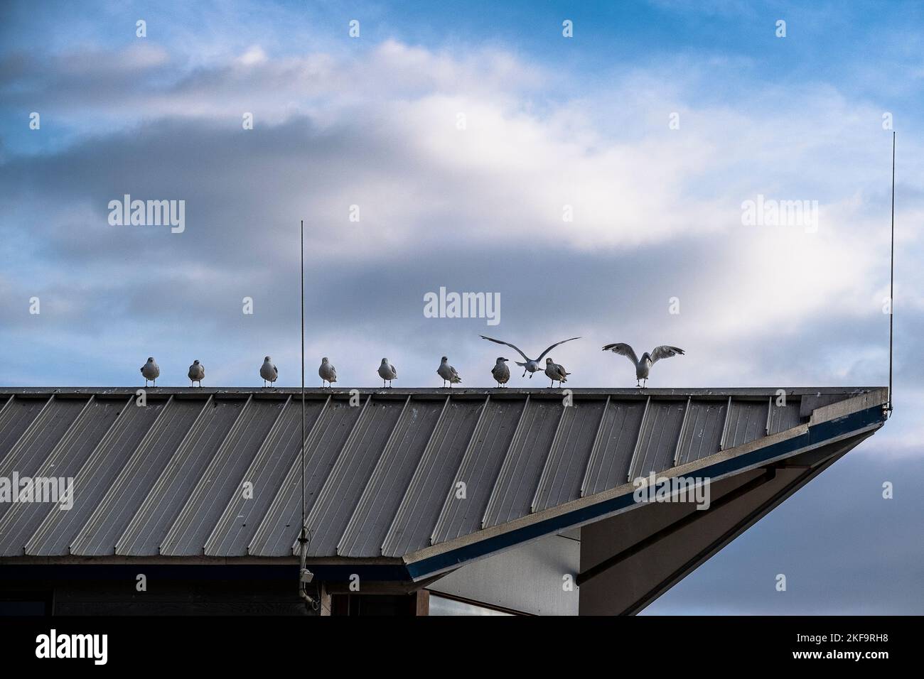 Eine Reihe europäischer Heringmöwen Larus argentatus thront auf dem Dach eines Gebäudes in Cornwall in Großbritannien in Europa Stockfoto