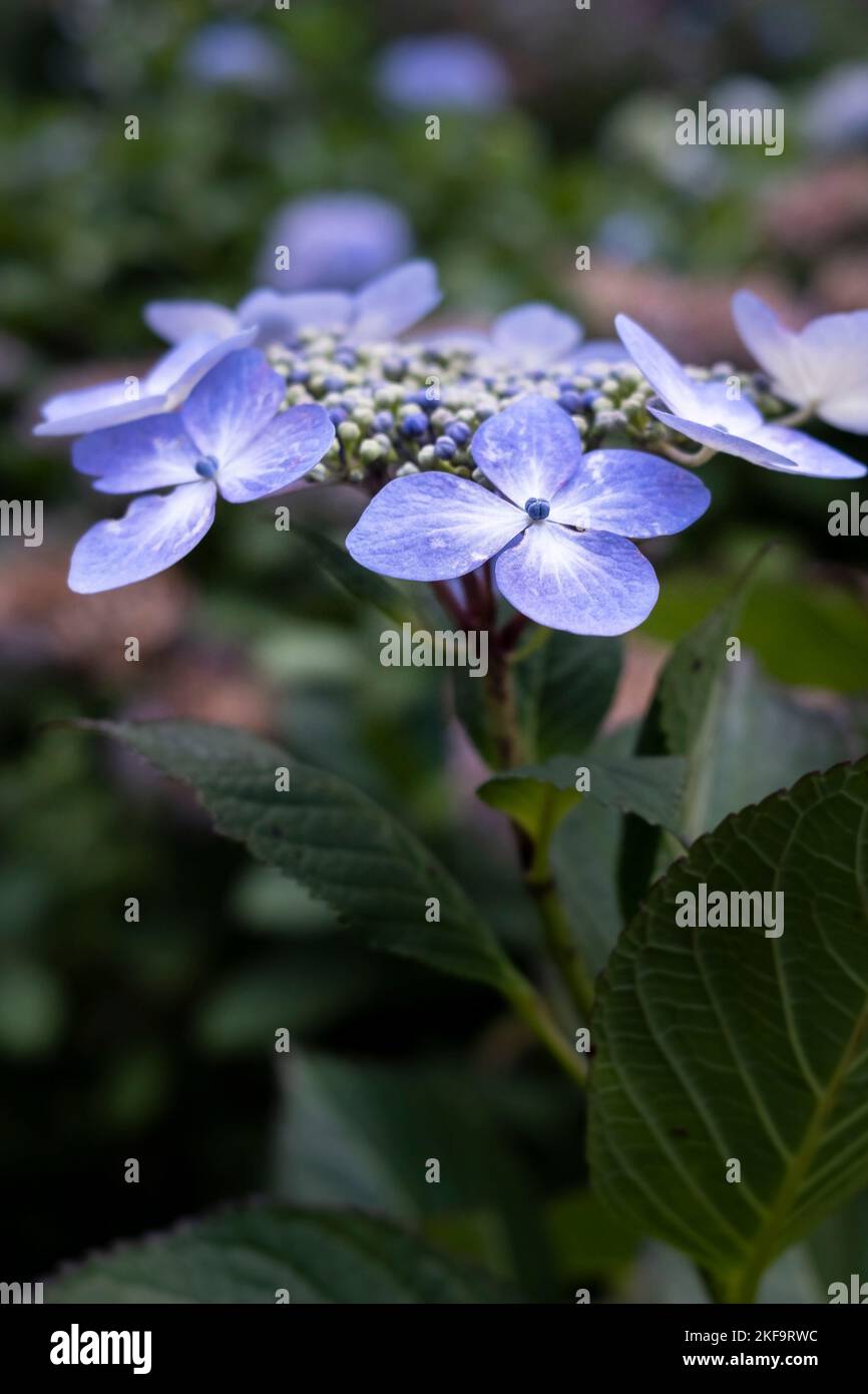 Schöne zarte Hydrangea macrophylla, die in einem Garten in Cornwall in Großbritannien wächst. Stockfoto