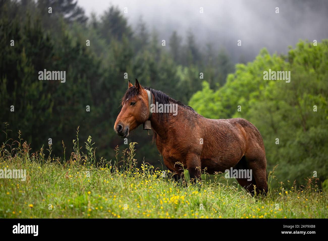 Horizontale Aufnahme eines erwachsenen braunen Pferdes auf einem Feld mit einem hügeligen Hintergrund von Bäumen an einem bewölkten und regnerischen Tag. Idyllische Szene von Tieren in der Natur Stockfoto