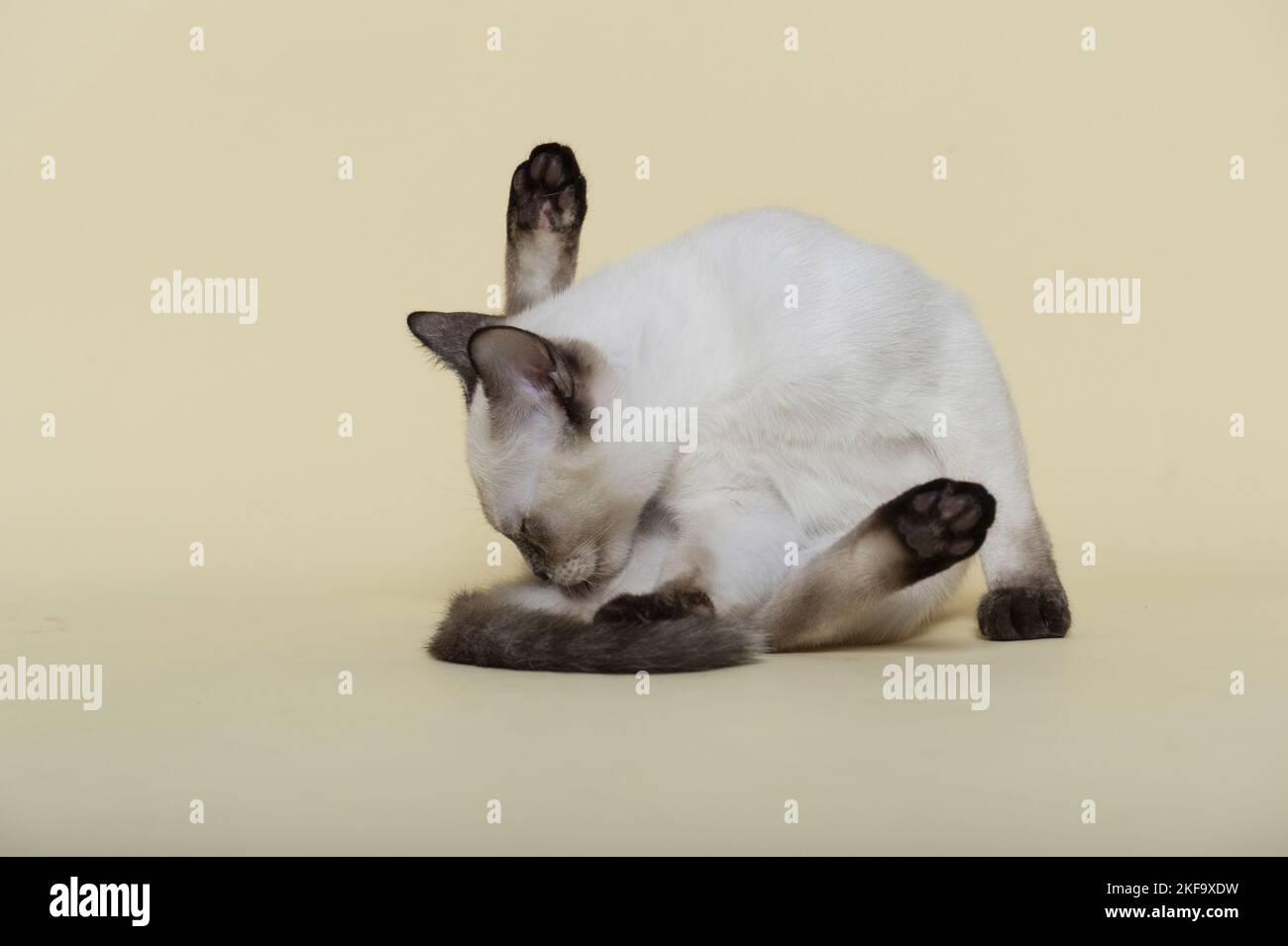 Thai ist selbst die Reinigung Stockfoto