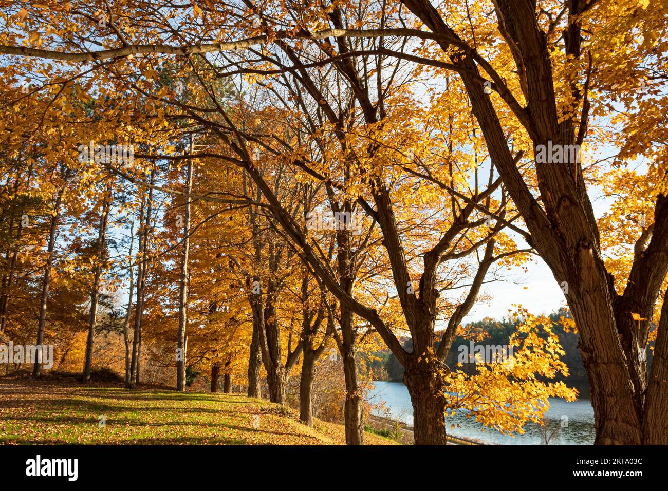 Herbsthintergrund mit goldenen Bäumen. Stockfoto