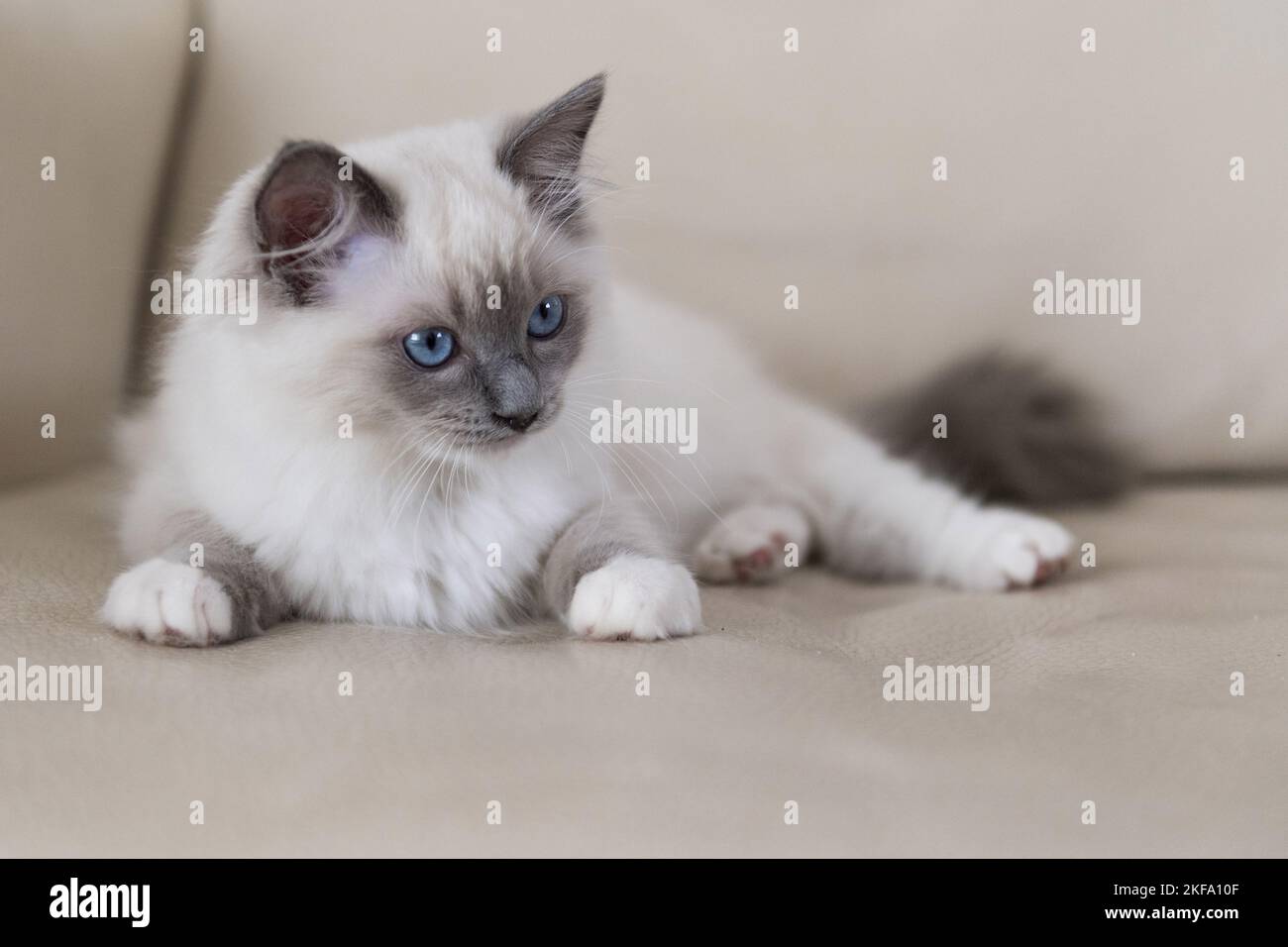Liegende Ragdoll Kitten Stockfoto