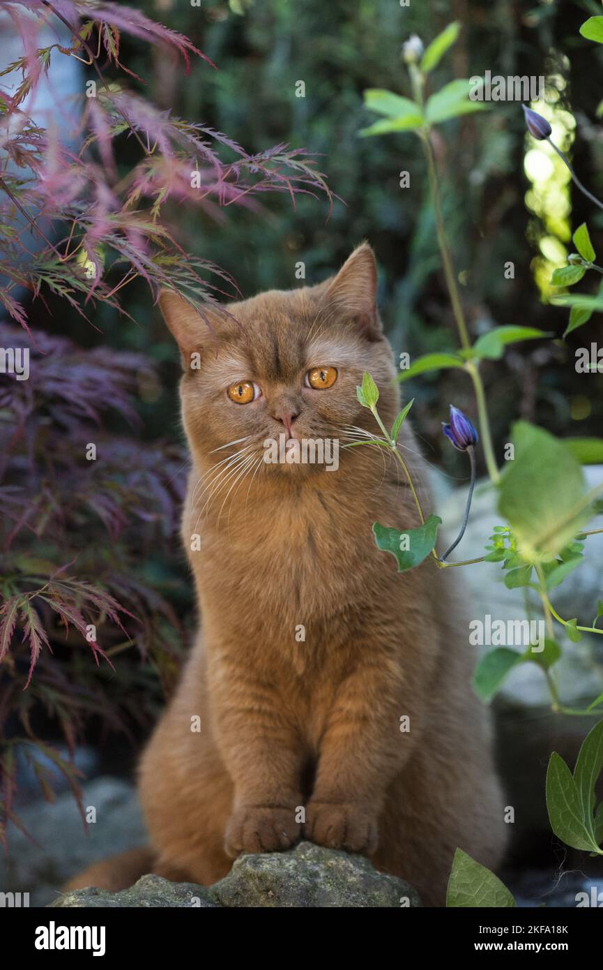 Britisch Kurzhaar sitzen Stockfoto