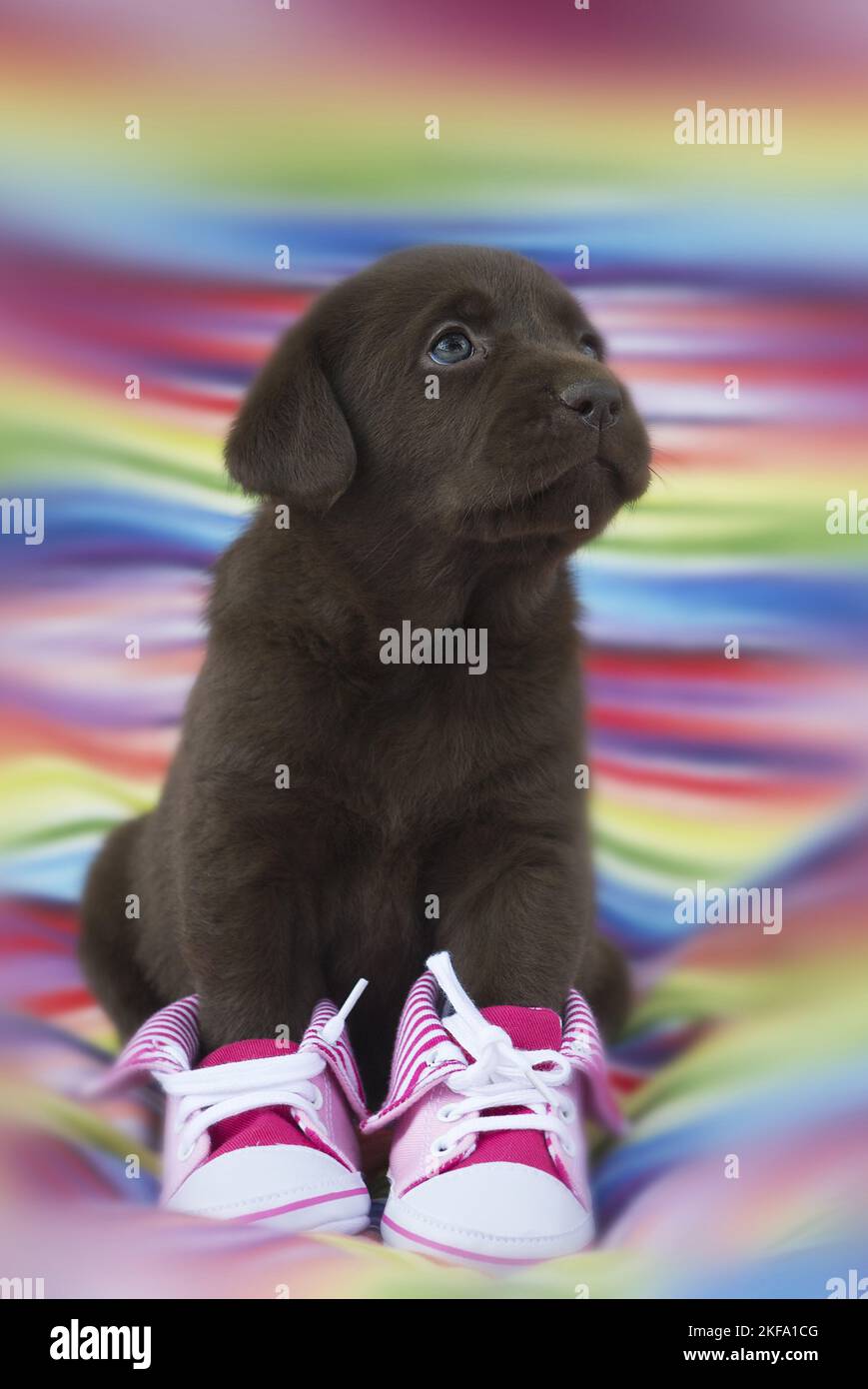 Labrador Retriever Welpen Stockfoto