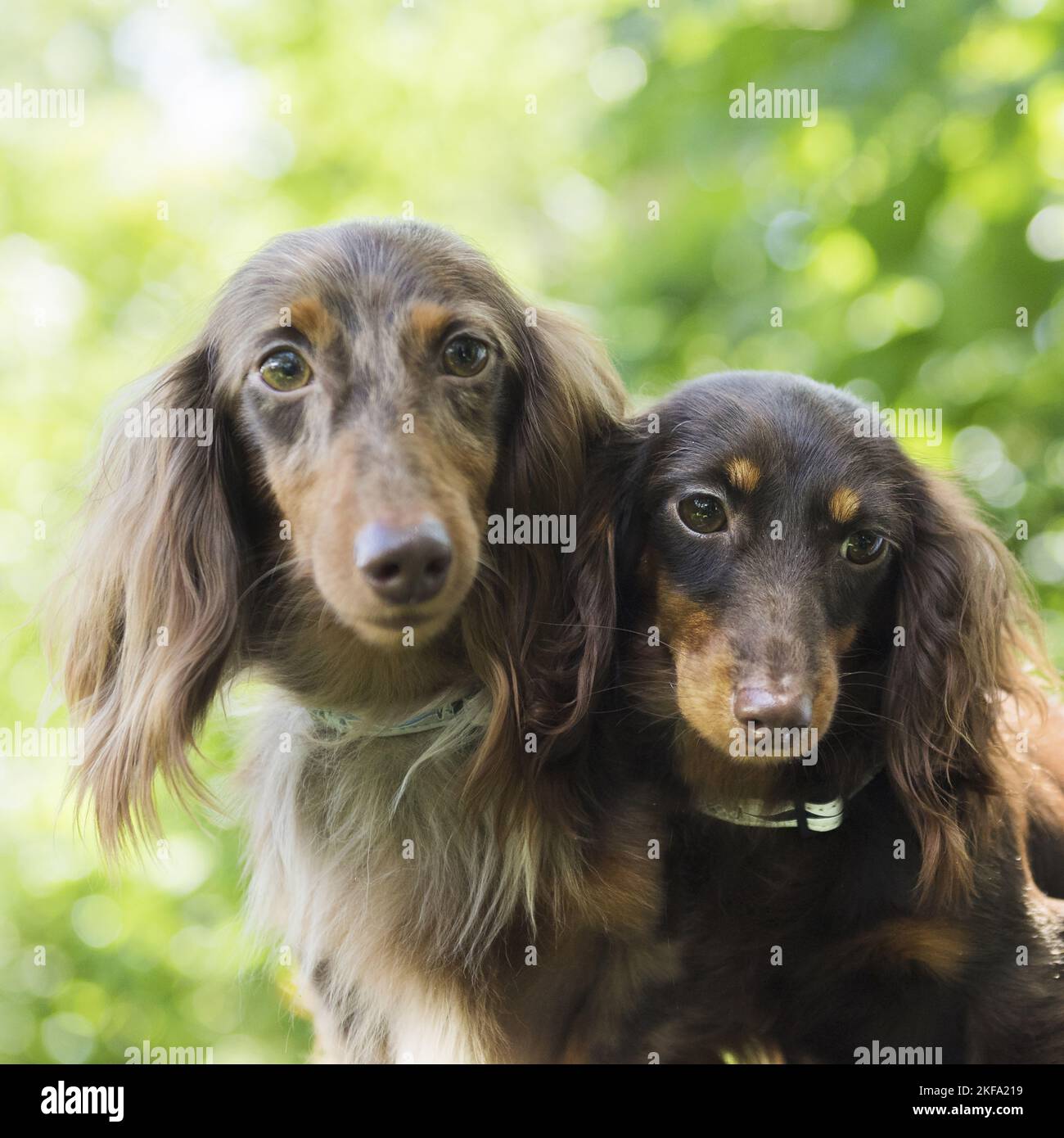 2 langhaarige Dachshunds Stockfoto