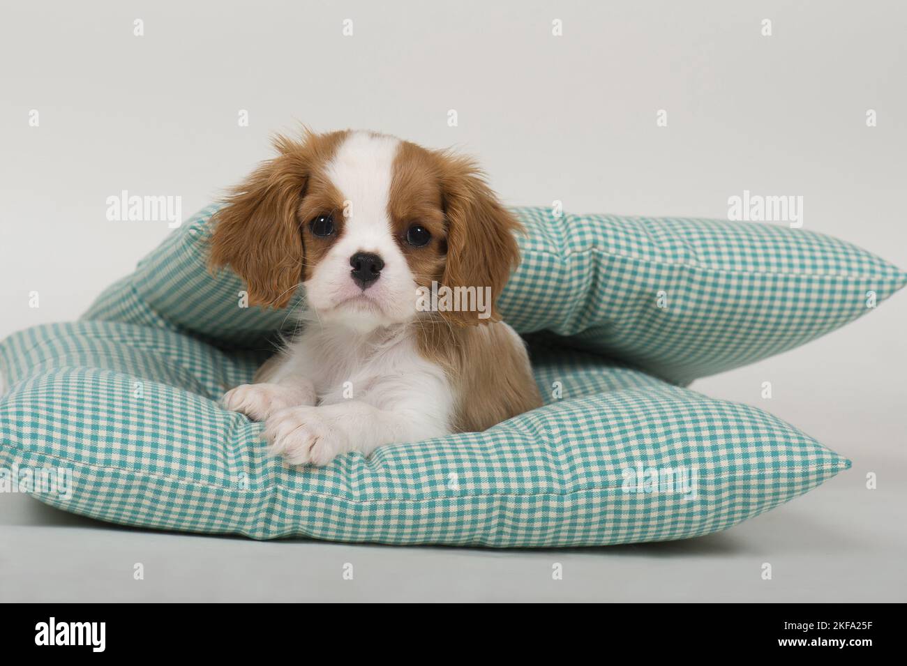 Cavalier King Charles Spaniel Welpen Stockfoto
