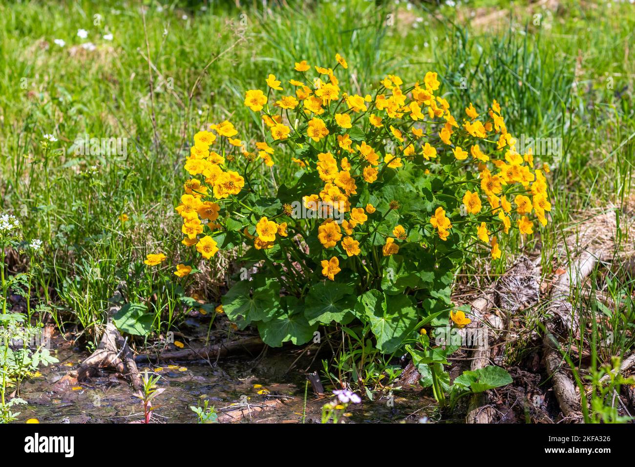 Caltha palustris - blühende Pflanze mit gelben Blüten Stockfoto