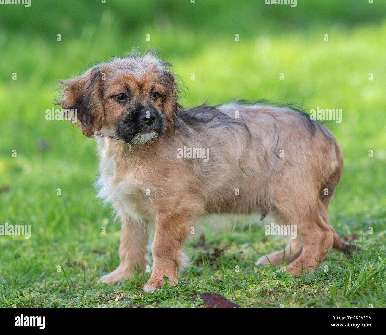 Chorky- Kreuzung zwischen chihuahua und Yorkshire Terrier Stockfoto