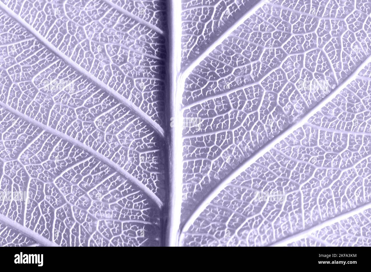 Digital Lavendel Farbe des Jahres 2023. Fragment des Blatts der Skeletion. Foto ist von 2023 trendigen Farben getönt. Stockfoto