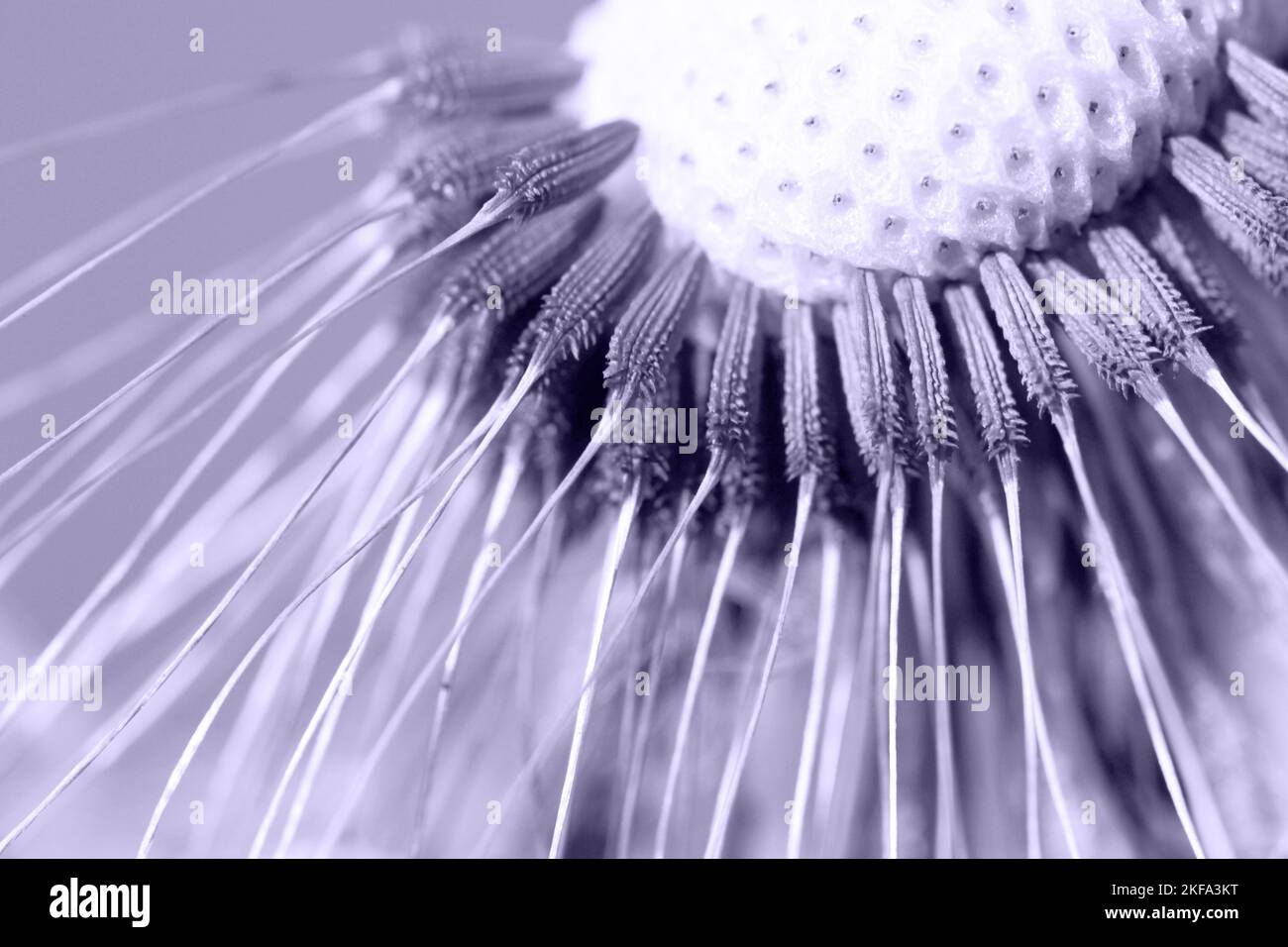 Digital Lavendel Farbe des Jahres 2023. Die Samen des Dandelions. Foto ist von 2023 trendigen Farben getönt. Stockfoto