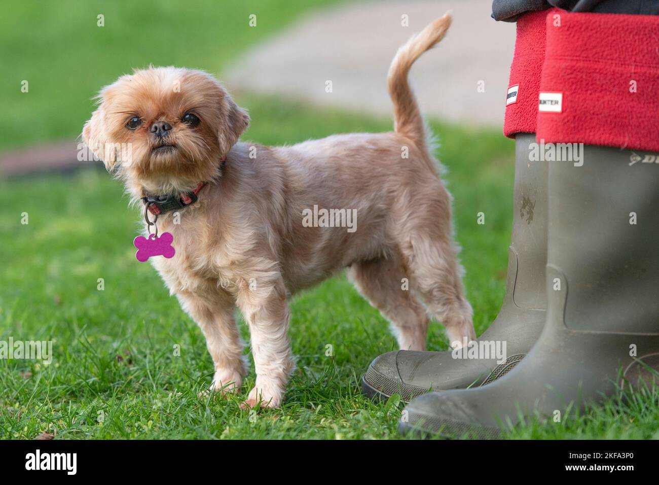 Kleiner Hund und Besitzer Füße Stockfoto