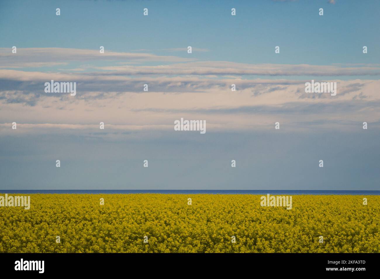 Vergewaltigt Feld und blauen Himmel Landschaft Foto. Schöne Naturszenerie-Fotografie mit Wiese im Hintergrund. Idyllische Szenerie. Hochwertige Bilder für die Wand Stockfoto