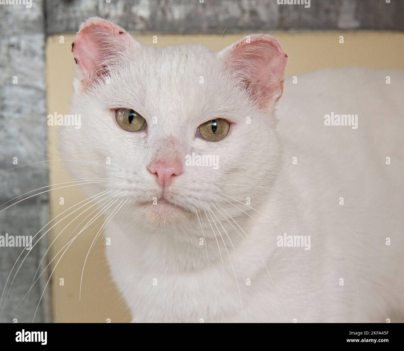 Weiße Katze mit sonnenverbrannten Ohren Stockfoto