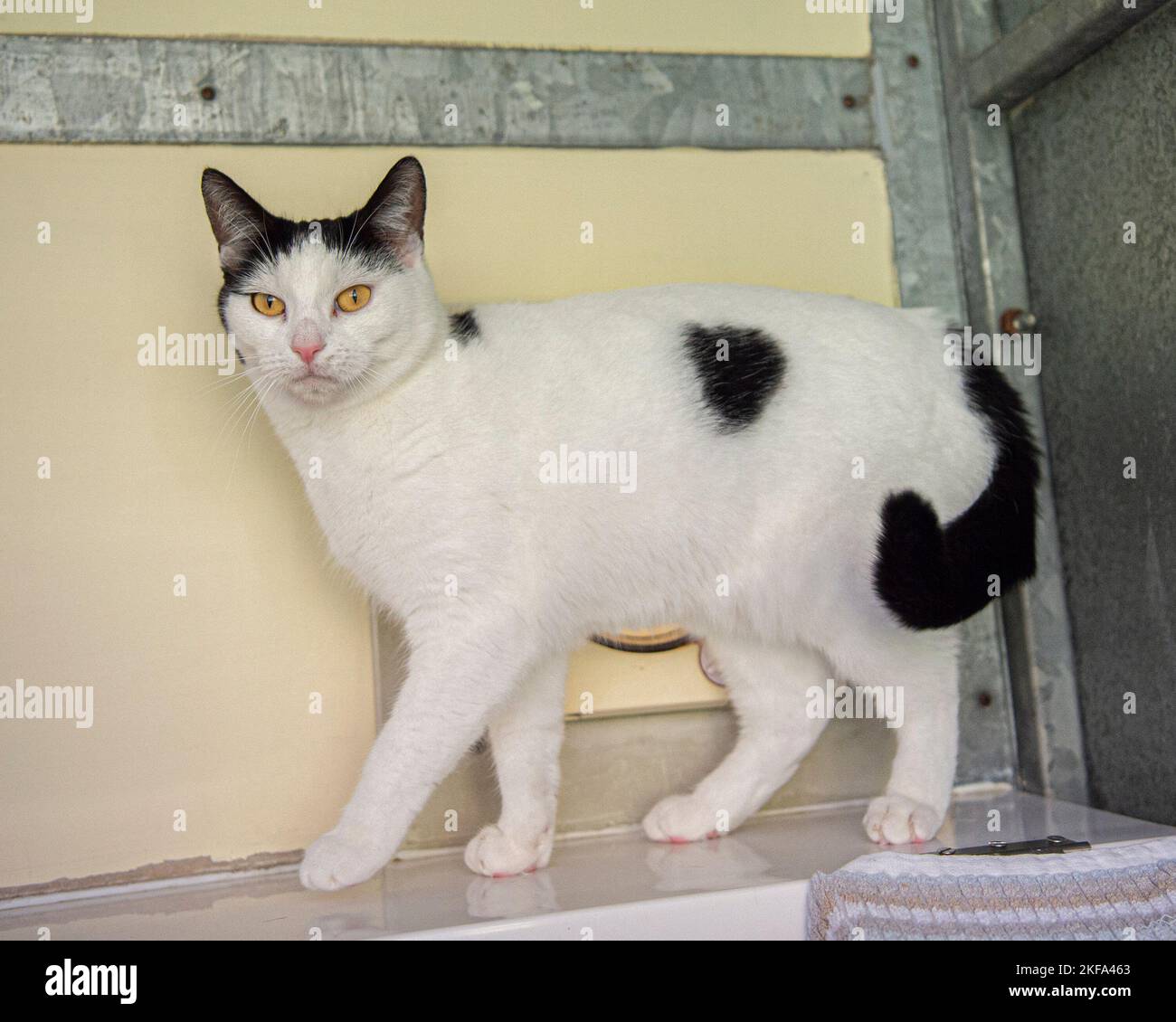 Schwarz-weiße Katze in einem Rettungszentrum Stockfoto