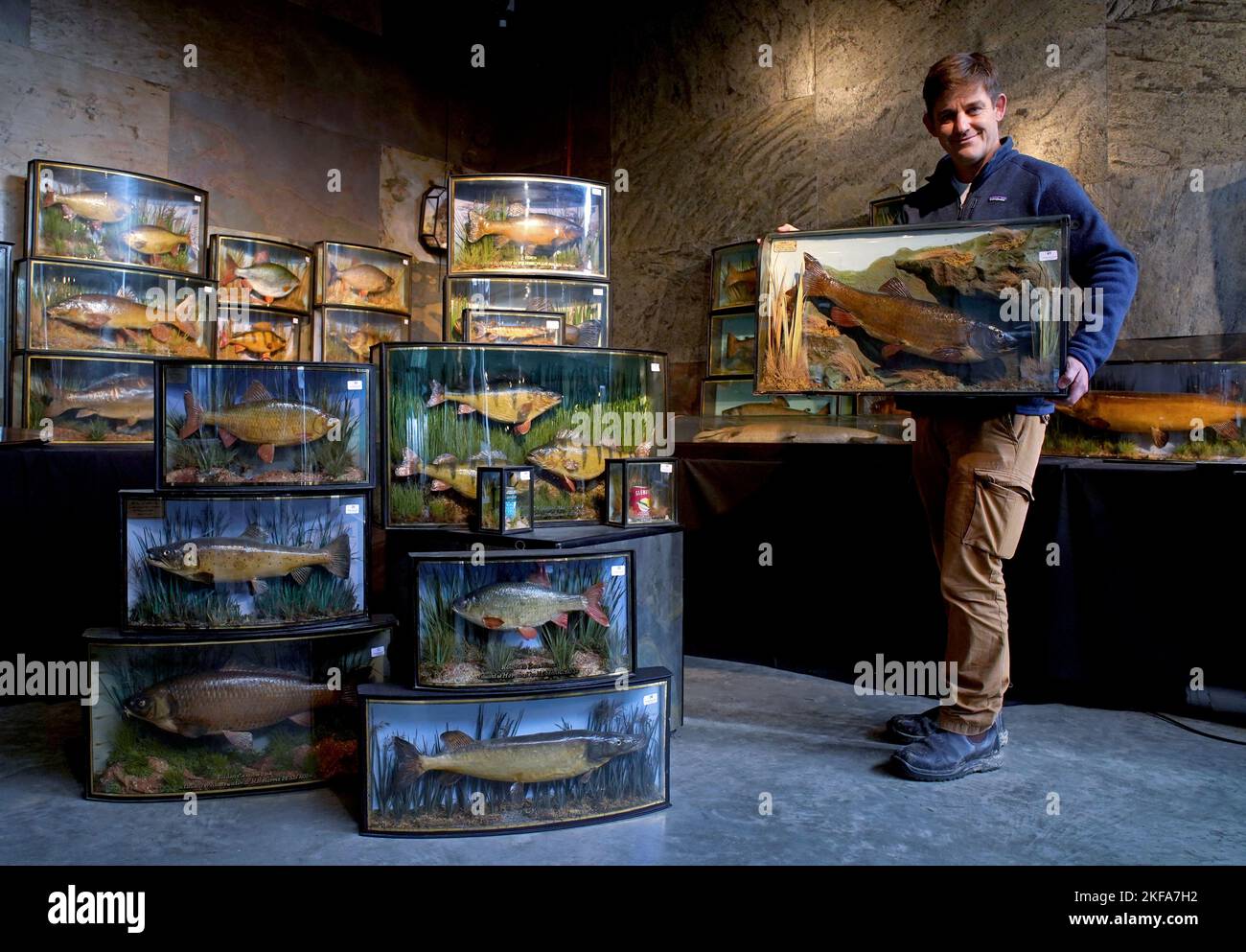 Rupert van der Werff von Summers Place Auctions in Billingshurst, West Sussex, bereitet einige der 88 Lots of Fish-Präparate vor, die in ihrer kommenden Evolution-Auktion noch in diesem Monat präsentiert werden. Bilddatum: Donnerstag, 17. November 2022. Stockfoto