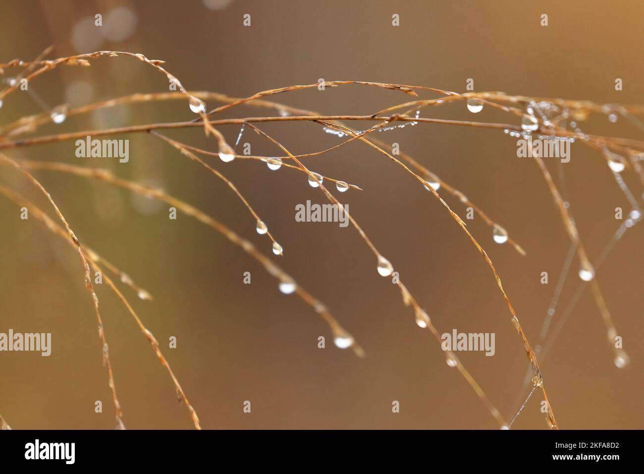 Tau auf dem Gras im Morgenlicht Stockfoto