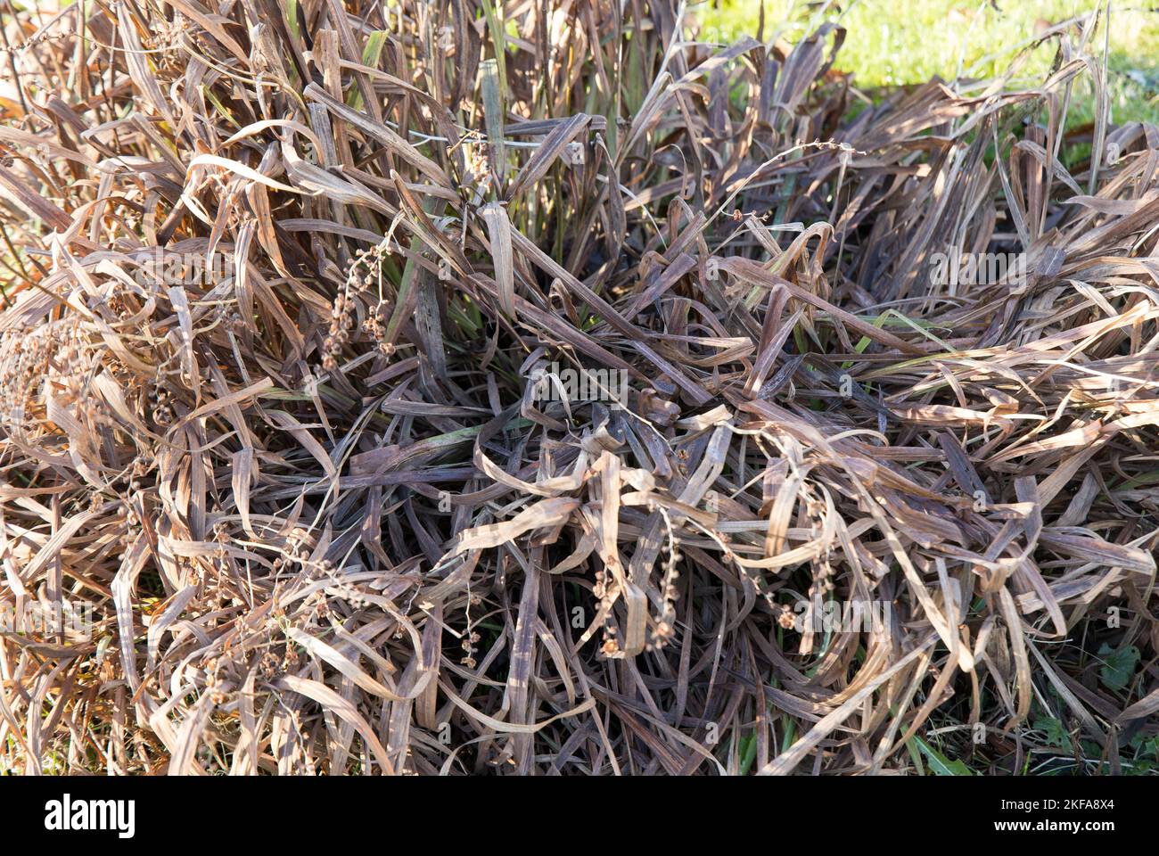 Tote Narzissen sind zurückgeblieben und verrotten im Garten Stockfoto