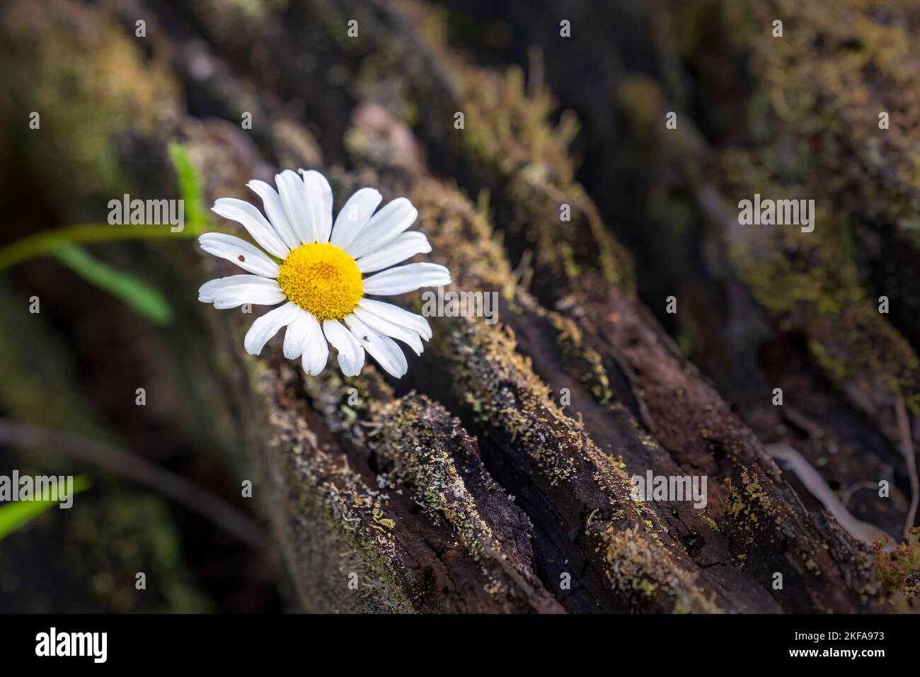 Das Door County Land Trust schützt über 8.000 Hektar Land in Door County Wisconsin. 14 ihrer Naturschutzgebiete haben gut gepflegte und markierte Wanderwege. Stockfoto