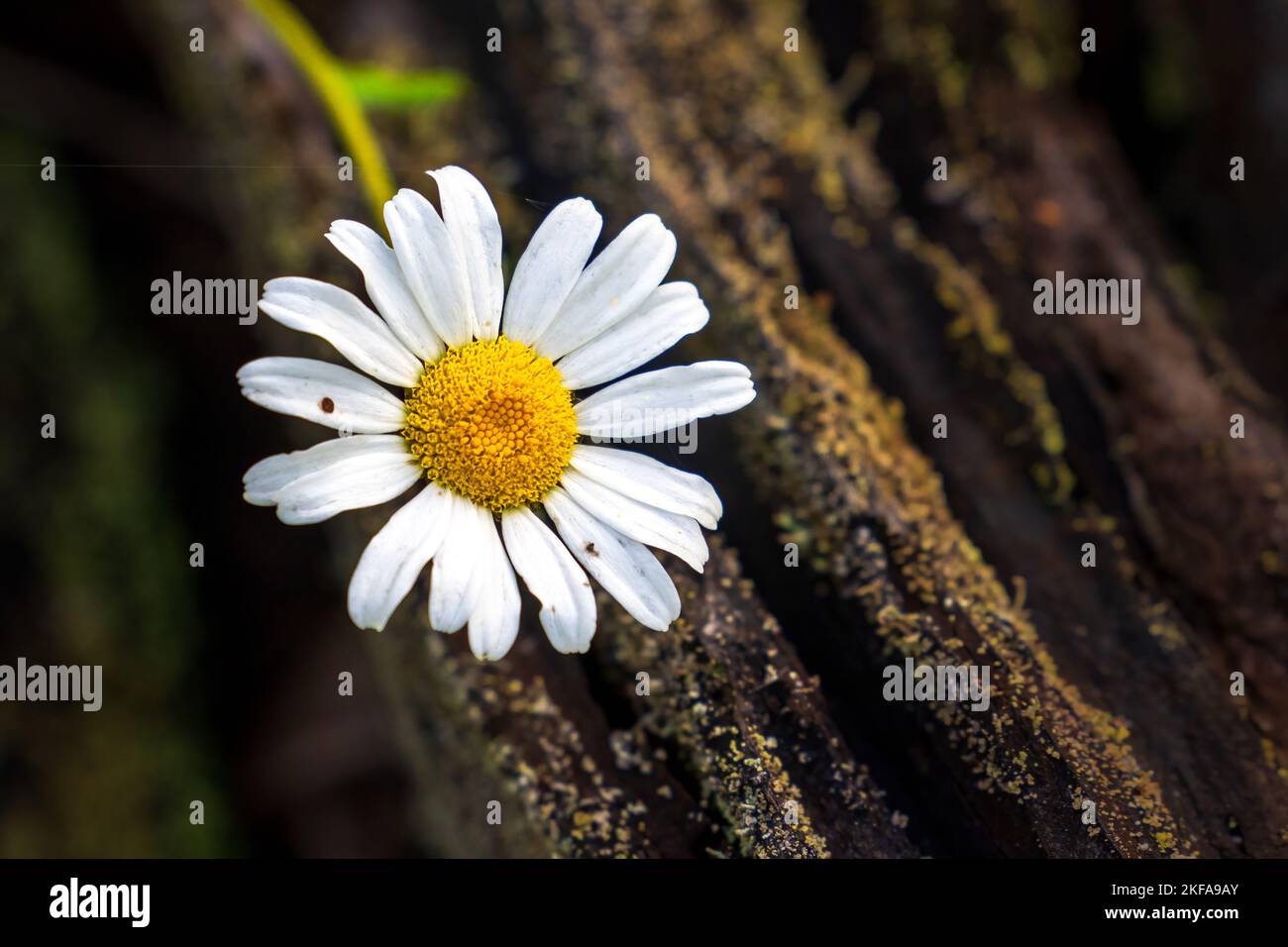 Das Door County Land Trust schützt über 8.000 Hektar Land in Door County Wisconsin. 14 ihrer Naturschutzgebiete haben gut gepflegte und markierte Wanderwege. Stockfoto