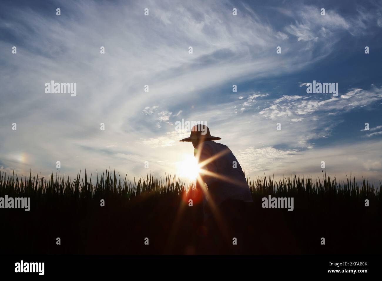 Reis-, Weizen- und Gerstenkörner reifen im Herbst Reisanbau und Feldlandschaft und Farmer und Sonnenuntergang Feld Hintergrund Stockfoto