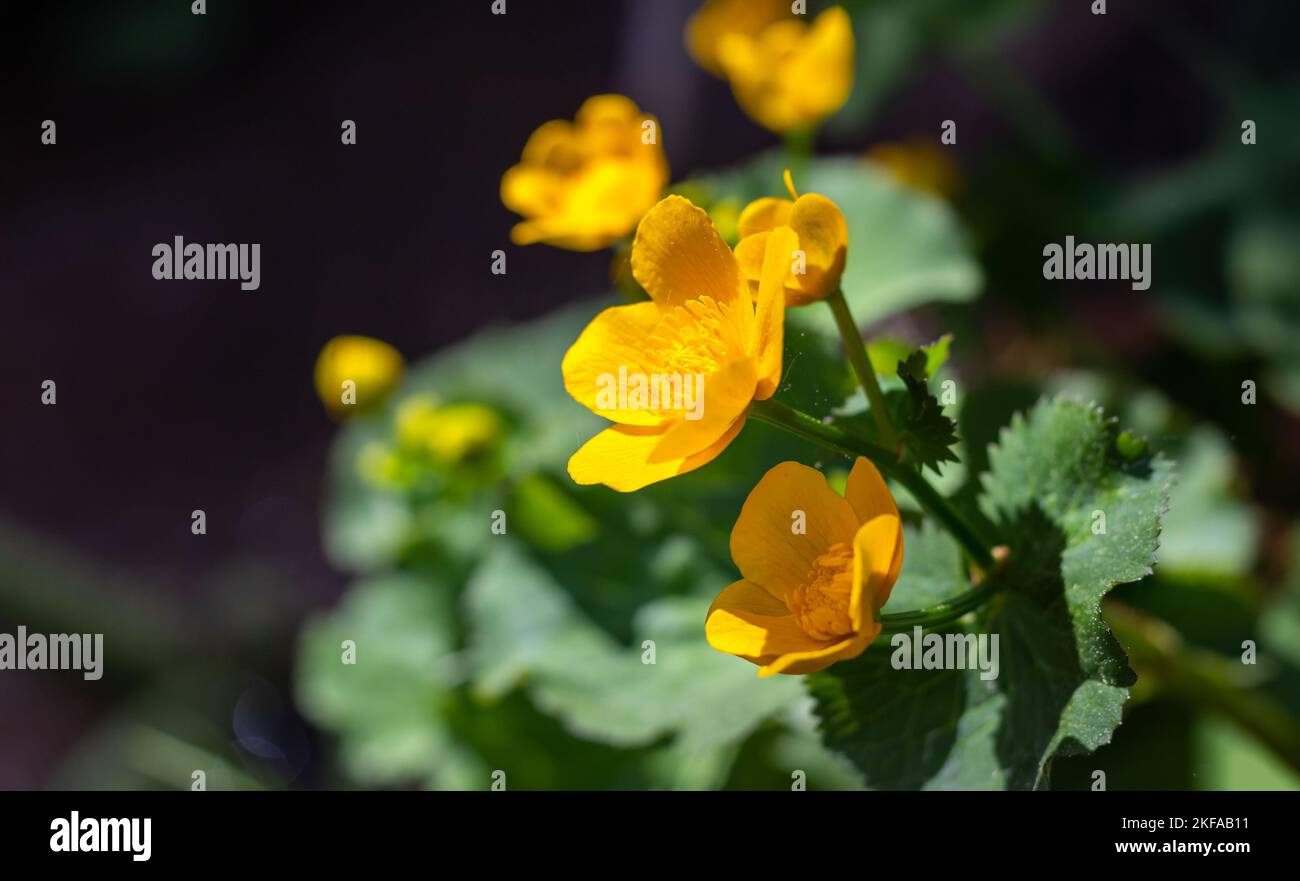 Caltha palustris - Sumpfpflanze mit gelben Blüten Stockfoto