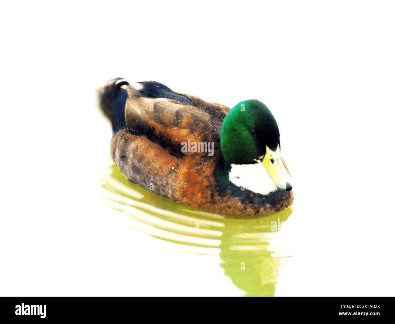 Eine wunderschöne Aufnahme von entzückender Stockente, die in stillem Wasser schwimmt und unter Sonnenlicht reflektiert wird Stockfoto