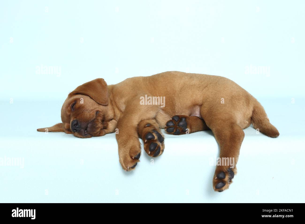 Schlafender Labrador Retriever Welpe Stockfoto