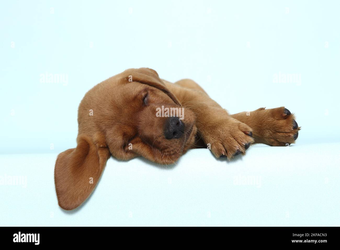 Schlafender Labrador Retriever Welpe Stockfoto