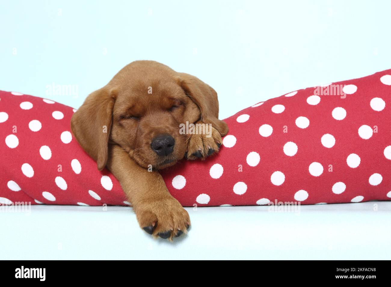 Schlafender Labrador Retriever Welpe Stockfoto