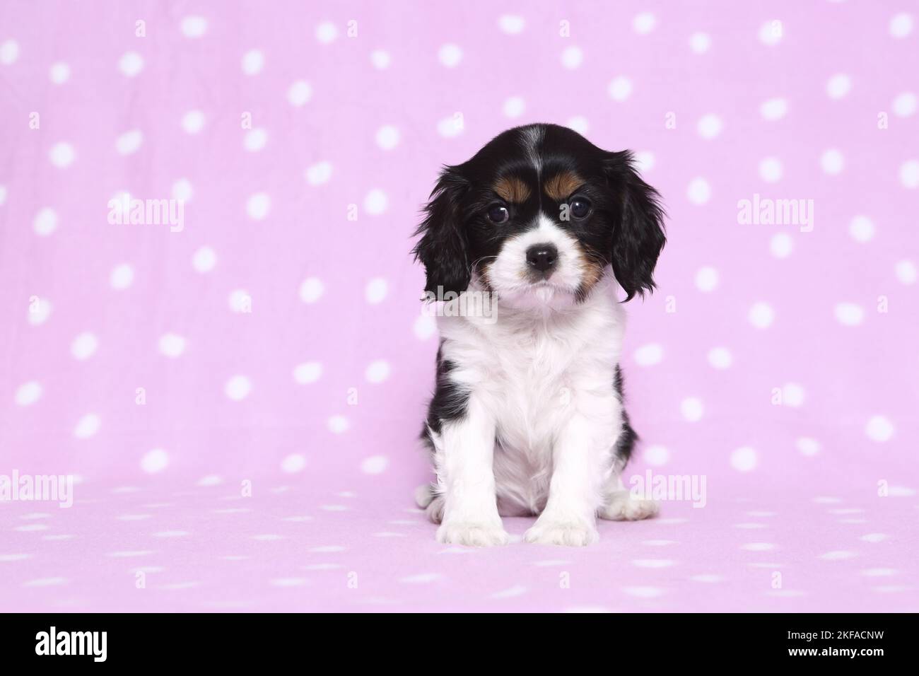 Sitzender Kavalier King Charles Spaniel Puppy Stockfoto