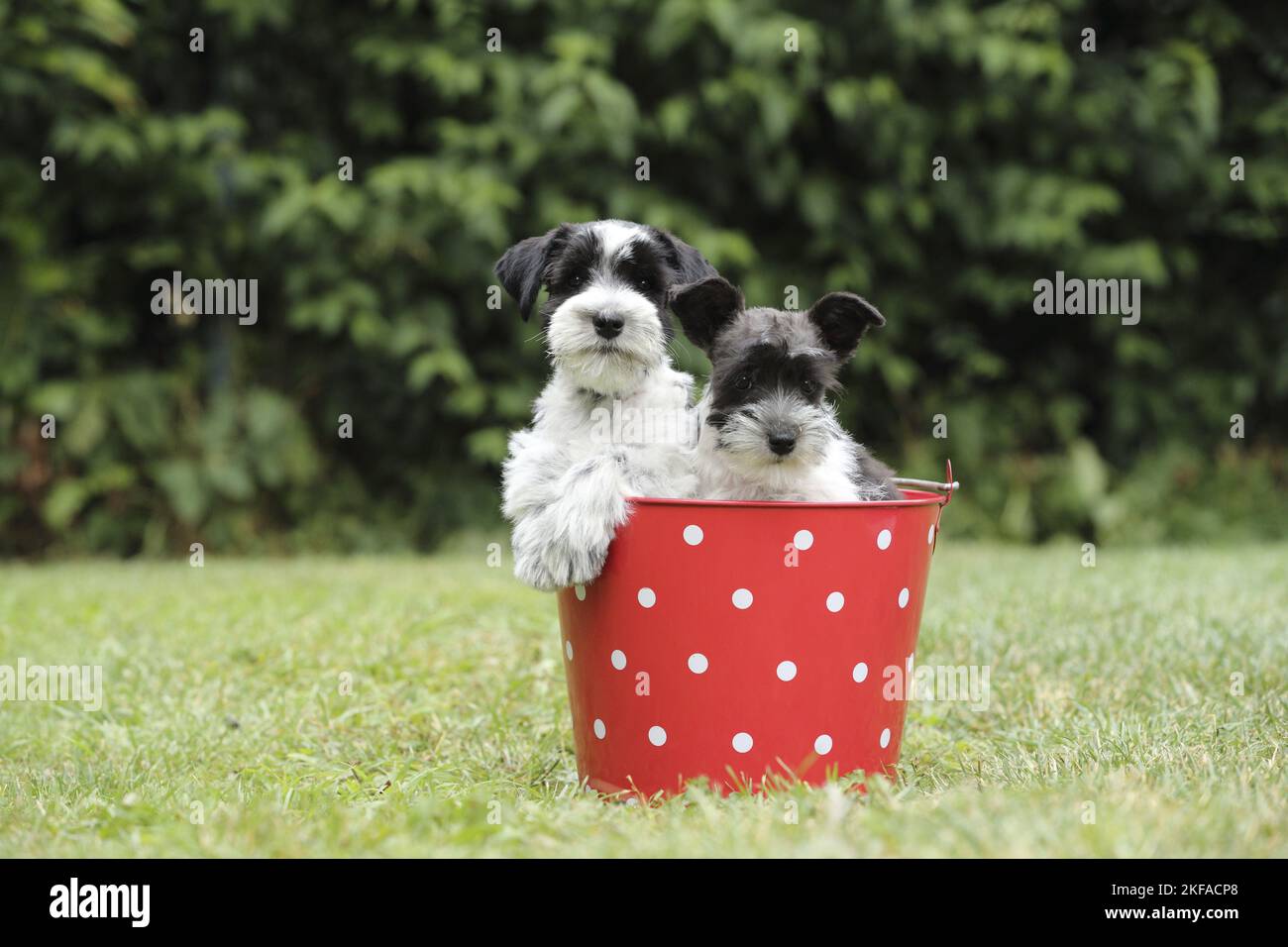 Miniatur Schnauzer Welpen Stockfoto