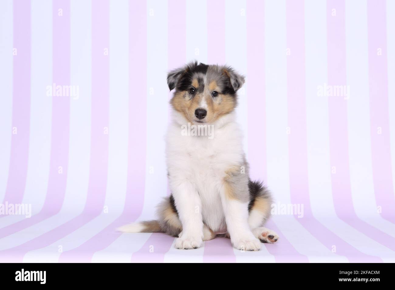 Sitzender amerikanischer Collie Puppy Stockfoto
