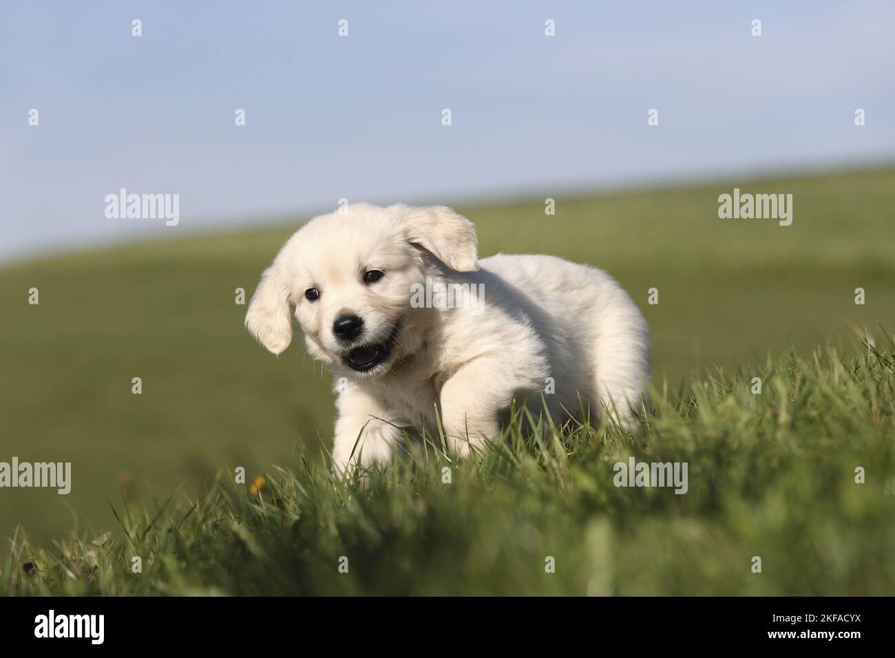 Walking Golden Retriever Puppy Stockfoto