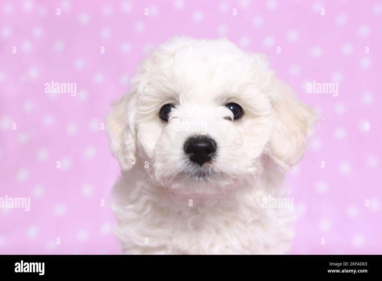 Bichon Frise Puppy Portrait Stockfoto