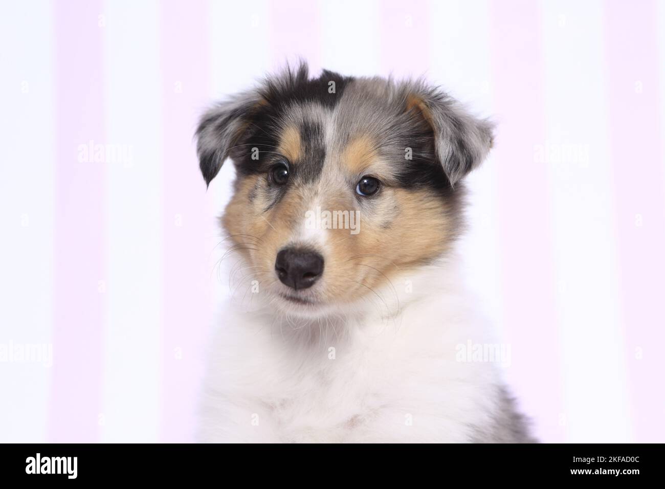 American Collie Puppy Portrait Stockfoto