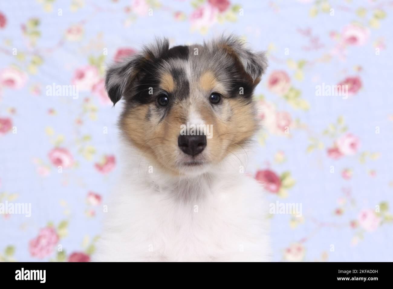 American Collie Puppy Portrait Stockfoto