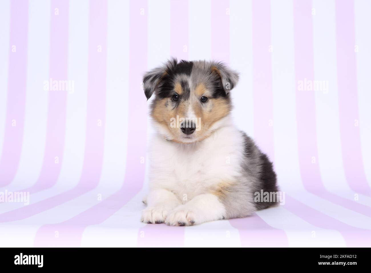 Amerikanische Collie Welpen Stockfoto