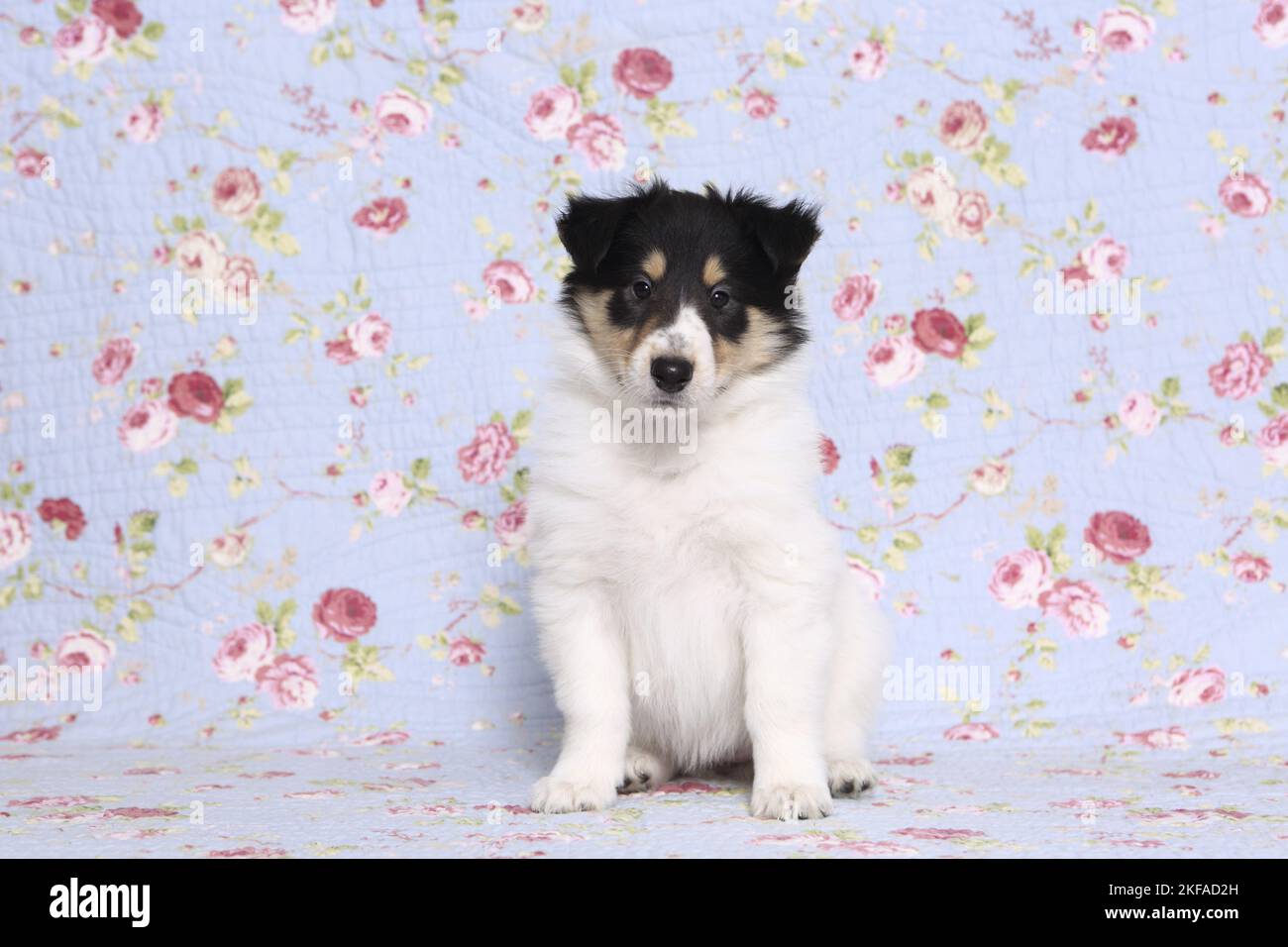 Sitzender amerikanischer Collie Puppy Stockfoto